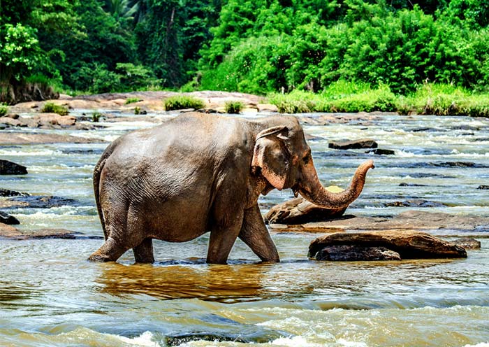 Pinnawala Elephant Orphanage