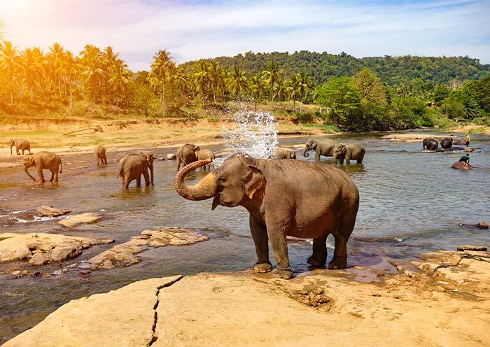 Pinnawala Elephant Orphanage