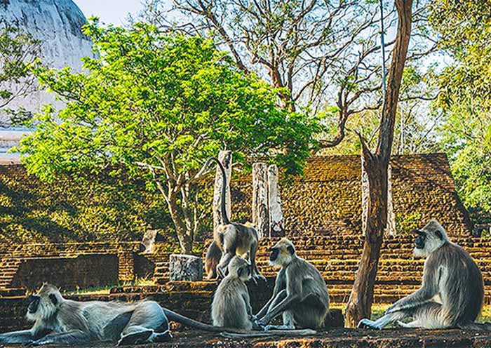 Meet the Monkeys of Polonnaruwa