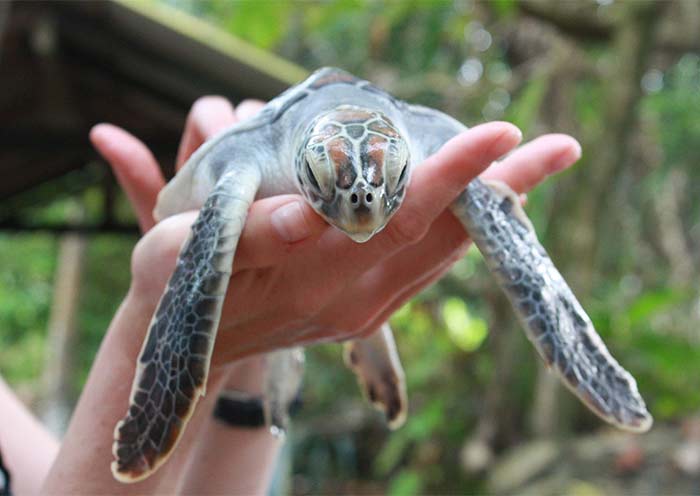 Sea Turtle Conservation Project 