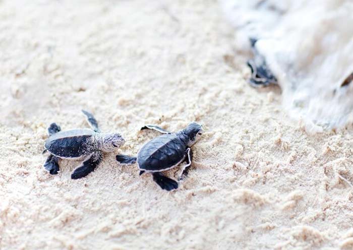 Sea Turtle Conservation Project 