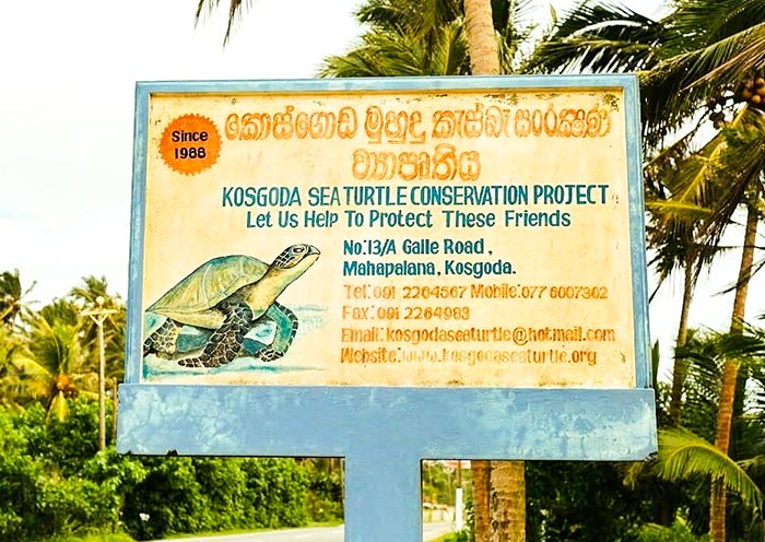 Sea Turtle Conservation Project, Sri Lanka