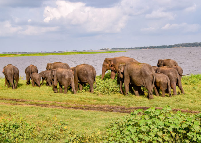 Elephant safari in Udawalawe National Park