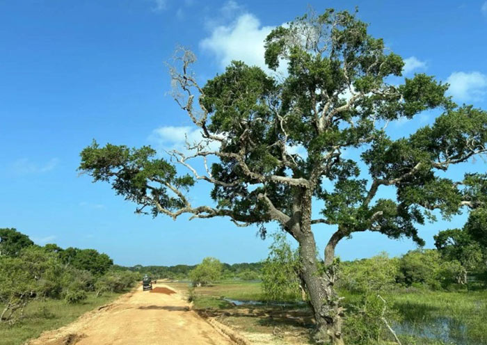 Yala National Park is the most visited park in Sri Lanka