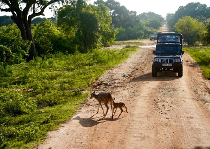 Encountering adorable animals in Yala National Park