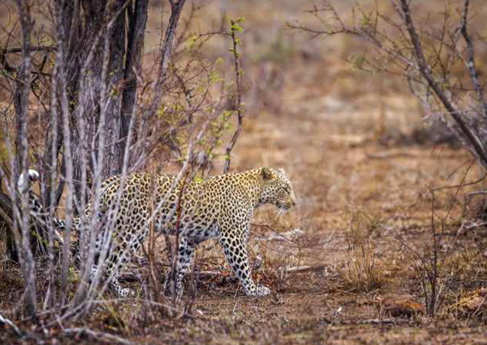 Leopards are the superstars of Yala National Park