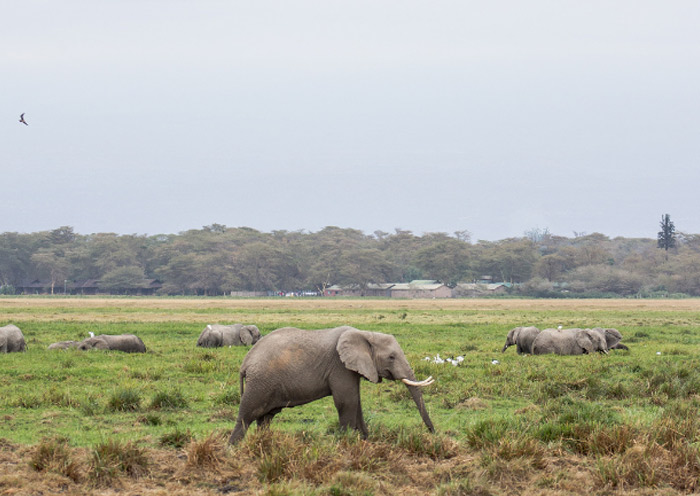 The elephant, one of the three giants of Yala National Park