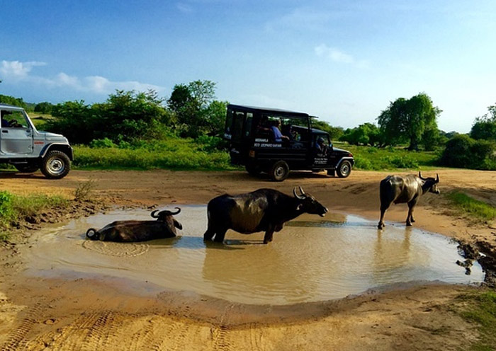 Yala National Park, Sri Lanka