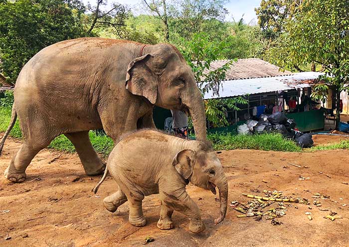 Elephant mum and baby, Phuket