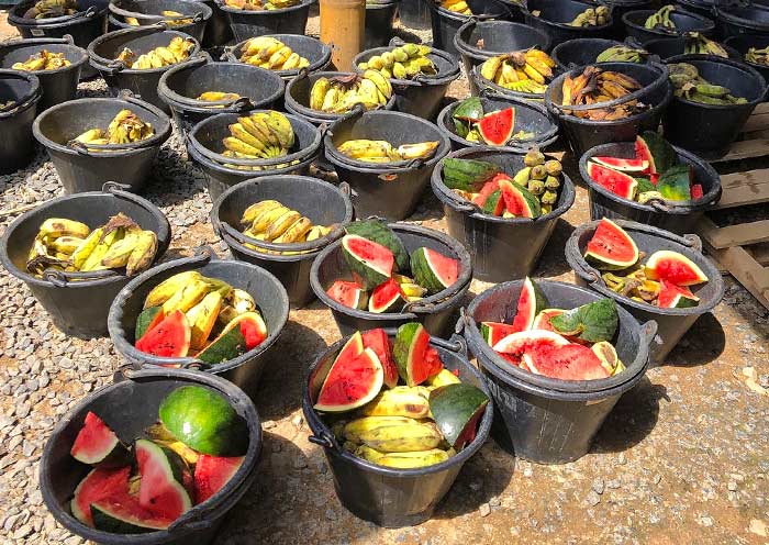 Watermelons & Bananas for Elephant, Phuket