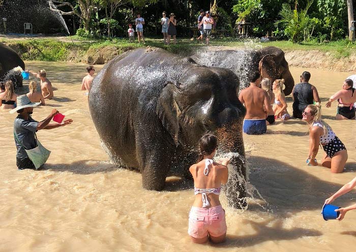 Bathing Elephants