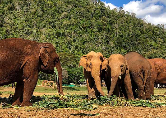 Only Male Asian elephants have tusks