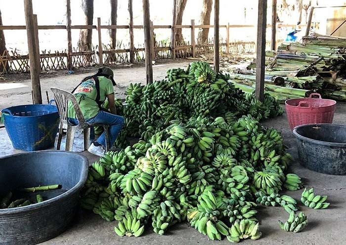 Bananas for Elephants Bananas for Elephants