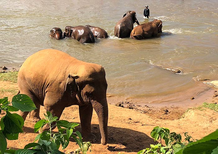 Elephants bath themselves