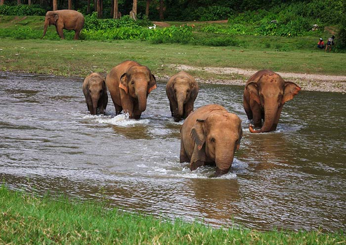 Elephants are social animals.