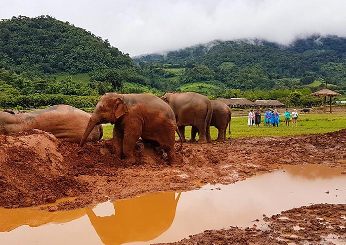 Elephants take mud baths