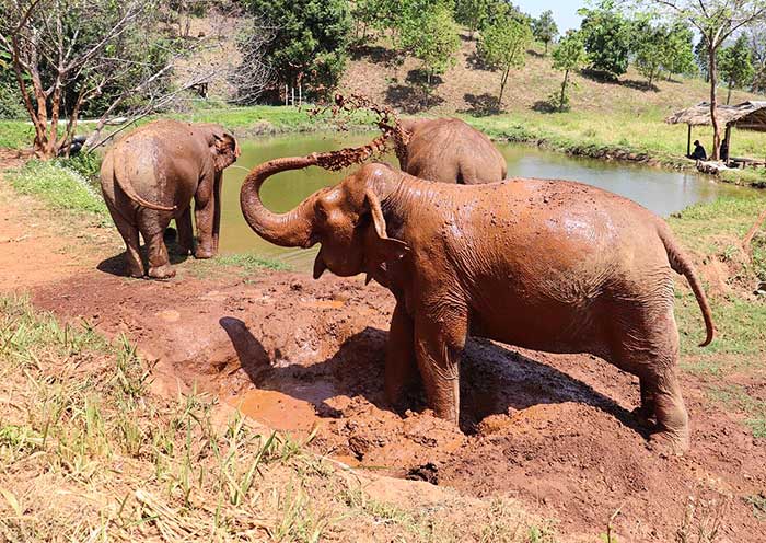 Happy mud bath time