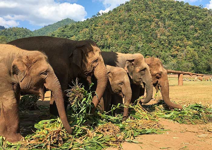 Elephants eat corn leaves