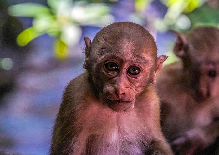 Monkeys in Erawan National Park