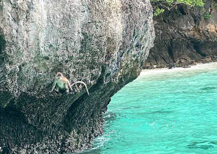 Long-tailed macaques