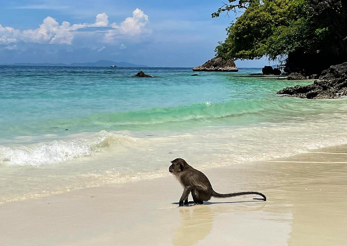 Monkey Beach,Phi Phi Don
