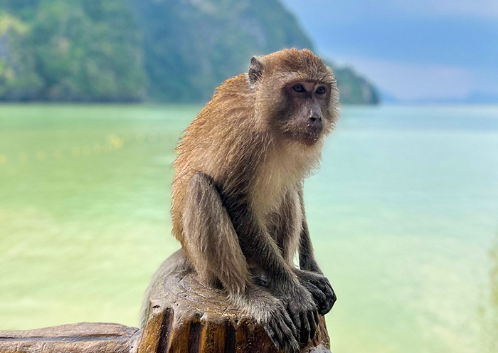 Encounter Monkeys, James Bond Island