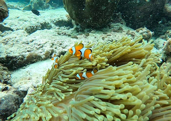 Watch clownfish (Nemo)