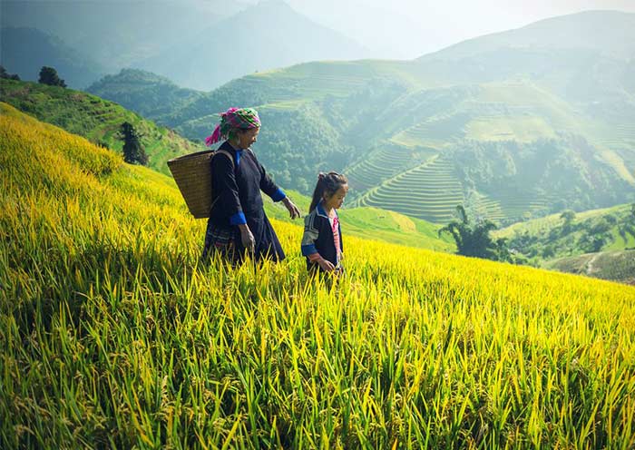 Sa Pa Rice Terraces, Vietnam