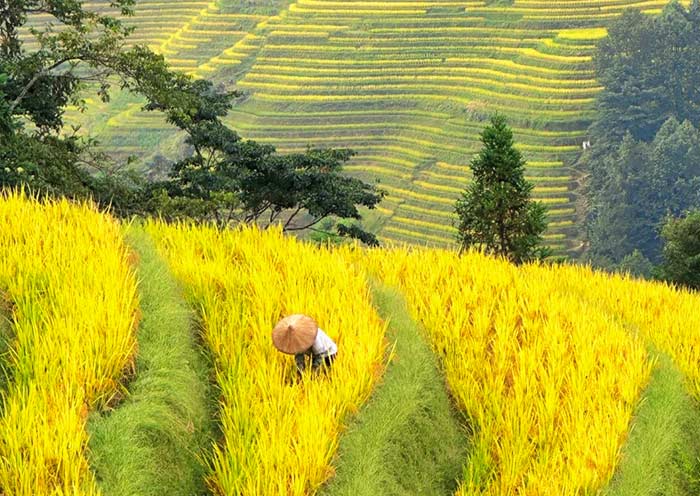 Sa Pa Rice Terraces Autumn Scene