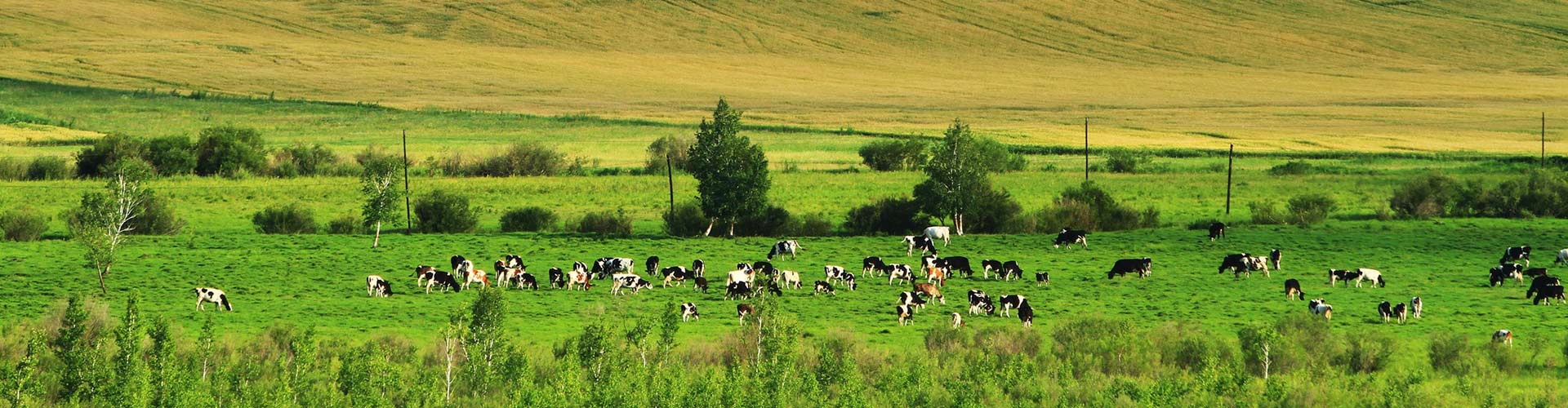 Inner Mongolia Tours
