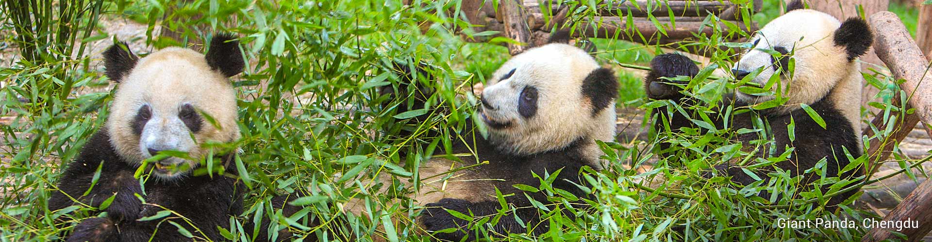 Chengdu