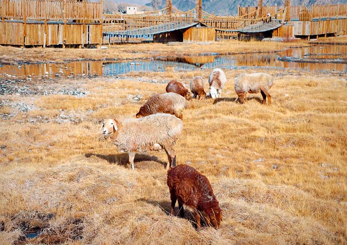 Alaer Golden Grasslands Sheeps Grazing, Alaer Golden Grasslands