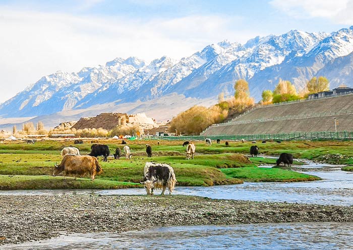Snow Capped Mountains at Alaer Golden Grasslands