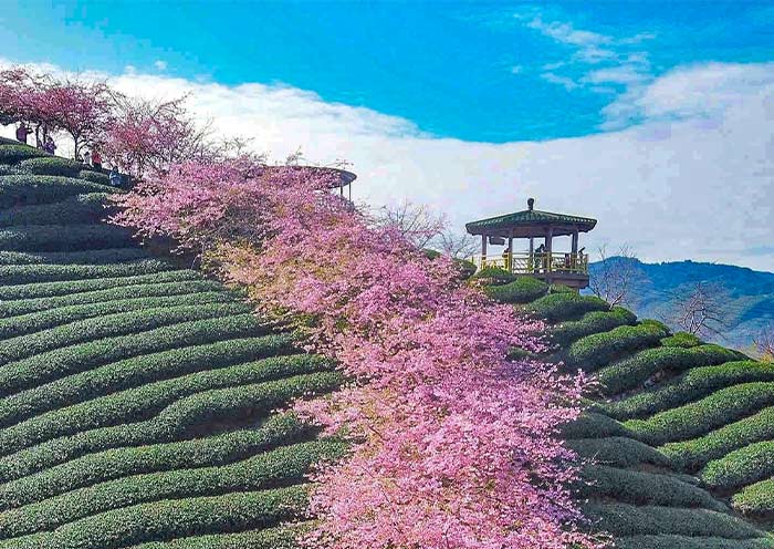 See Beautiful Cherry Blossoms at Alishan Forest Park