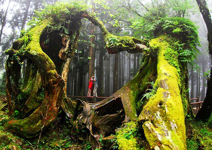 Alishan Forever Love
