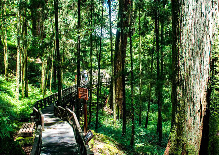 Alishan Giant Tree Walkway