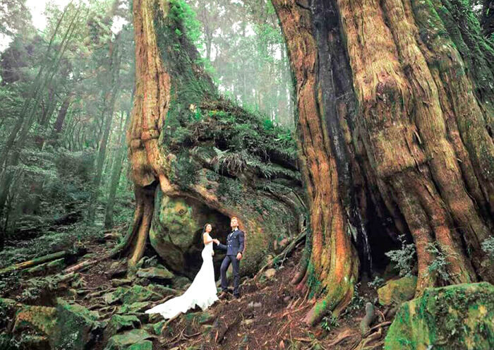Alishan Giant Tree