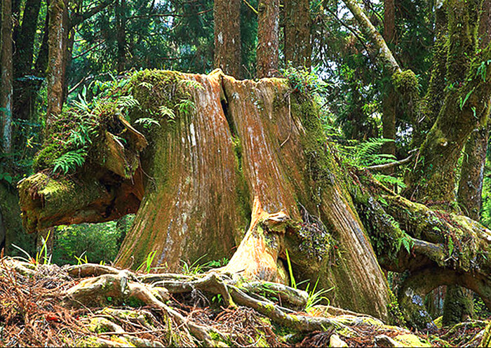 Alishan Golden Pig Auspice