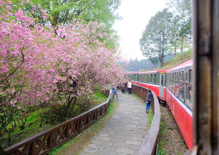 Alishan with Cherry Blossom