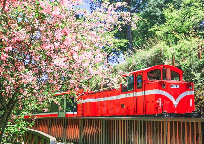 Alishan with Cherry Blossom