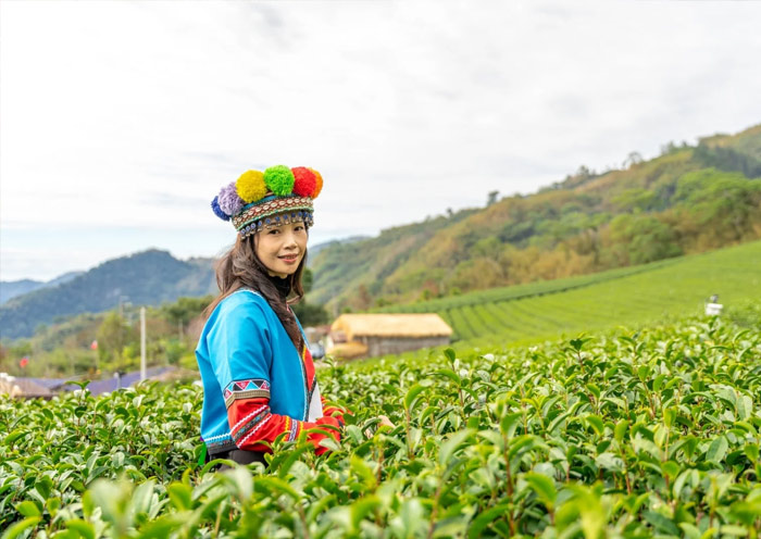 Alishan Tea Garden