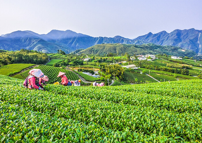Alishan Tea Picking