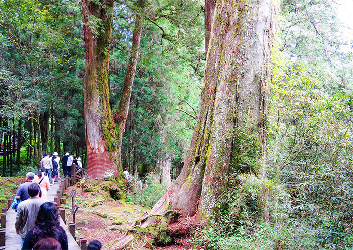 Alishan Tree