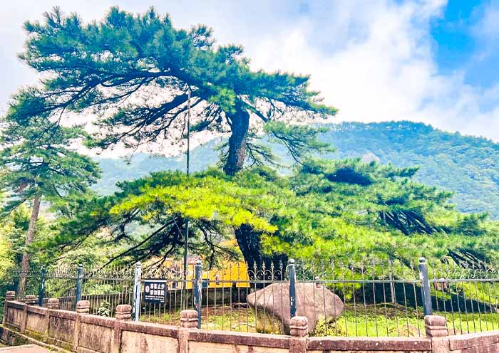Jiuhuashan Ancient Pine