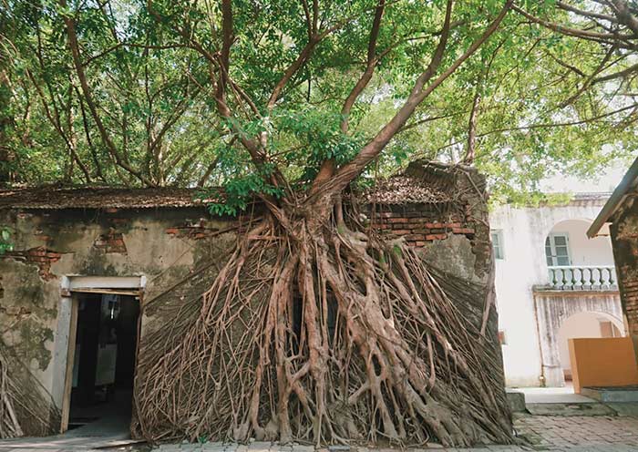 Anping Tree House, Tainan