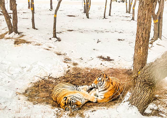 AOT guests visiting Siberian Tiger Park in Harbin