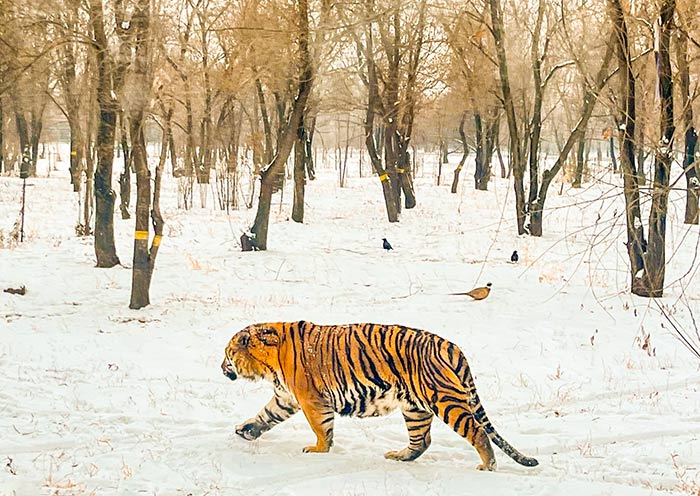 AOT guests visiting Siberian Tiger Park in Harbin