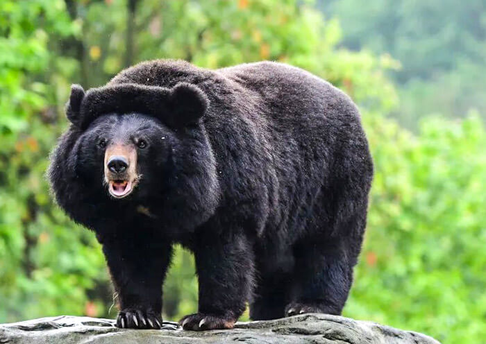 Asian Black Bear, Panda Companion Animal Asian Black Bear, Panda Companion Animal