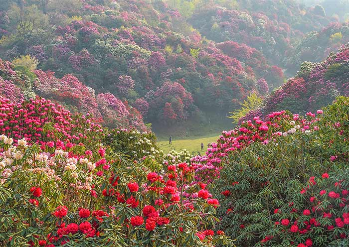 Bijie Azaleas Forest