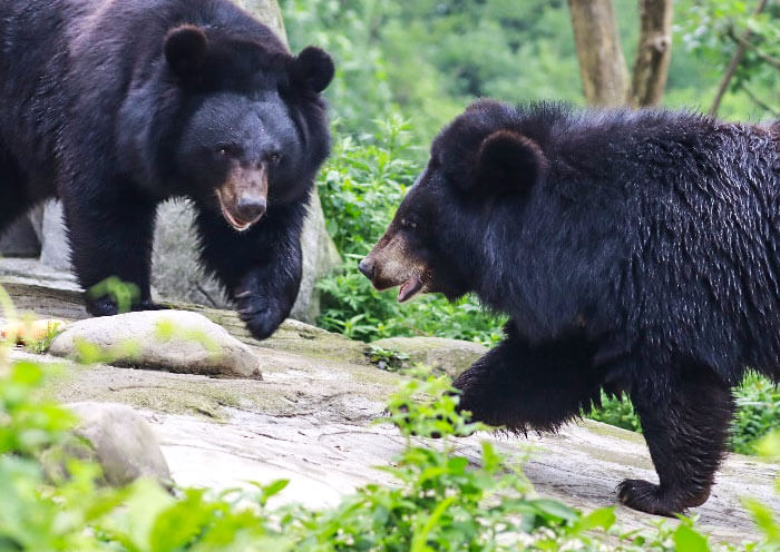 Asian Black Bear, Panda Companion Animal Asian Black Bear, Panda Companion Animal